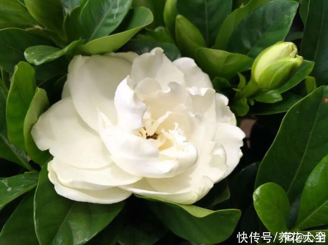 君子兰开完，会有3个“后遗症”，一定要重视