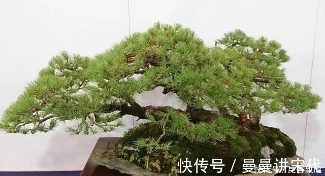 五针松盆景的6点养护技巧解析，知道了，养护五针松再也不发愁