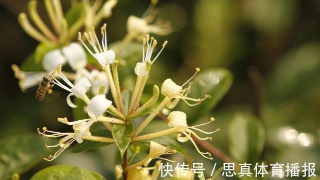 月经期间|蒲公英,被称为“药草皇后”,谨记“五搭配、四禁忌”,别再犯错