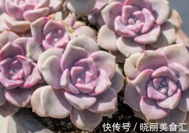 4种多肉便宜又好养,出状态非常漂亮,适合新手小白