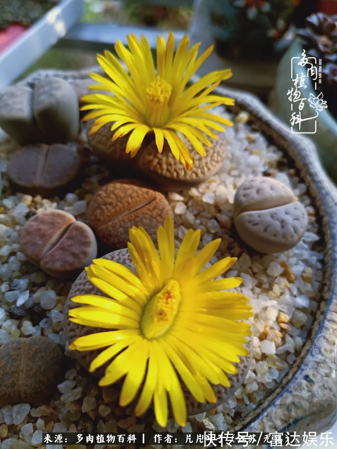 养肉路上，累并快乐着！时光不语，静待花开！