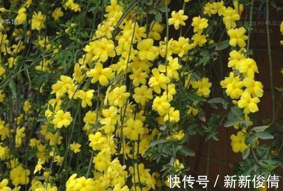 曲瓣|家养这些植物，阳台开出花海，长势好、花色艳，雍容华贵