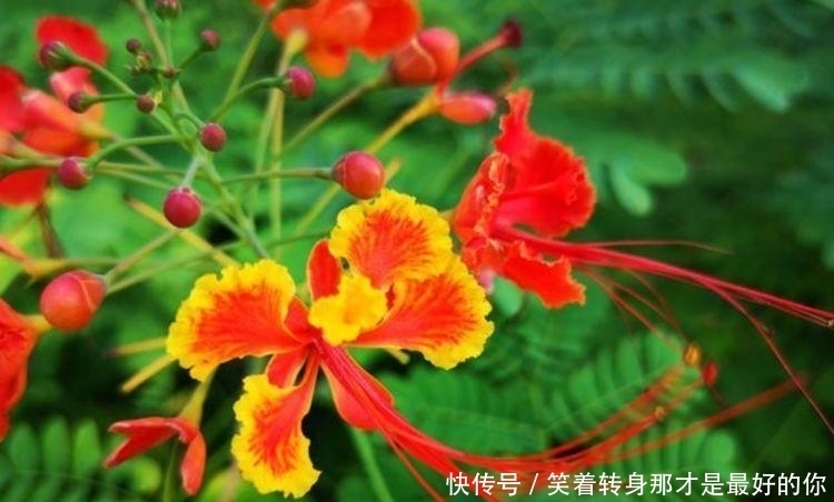 最适合春天养护的三种花，开花漂亮花期长，谁养谁喜欢