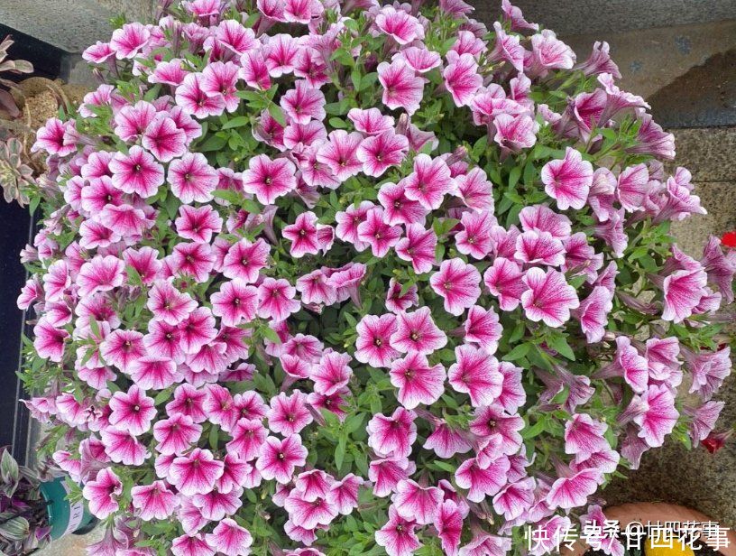 花草|秋天买花别买错，选这5款放阳台，一年开3季，个个“开花劳模”