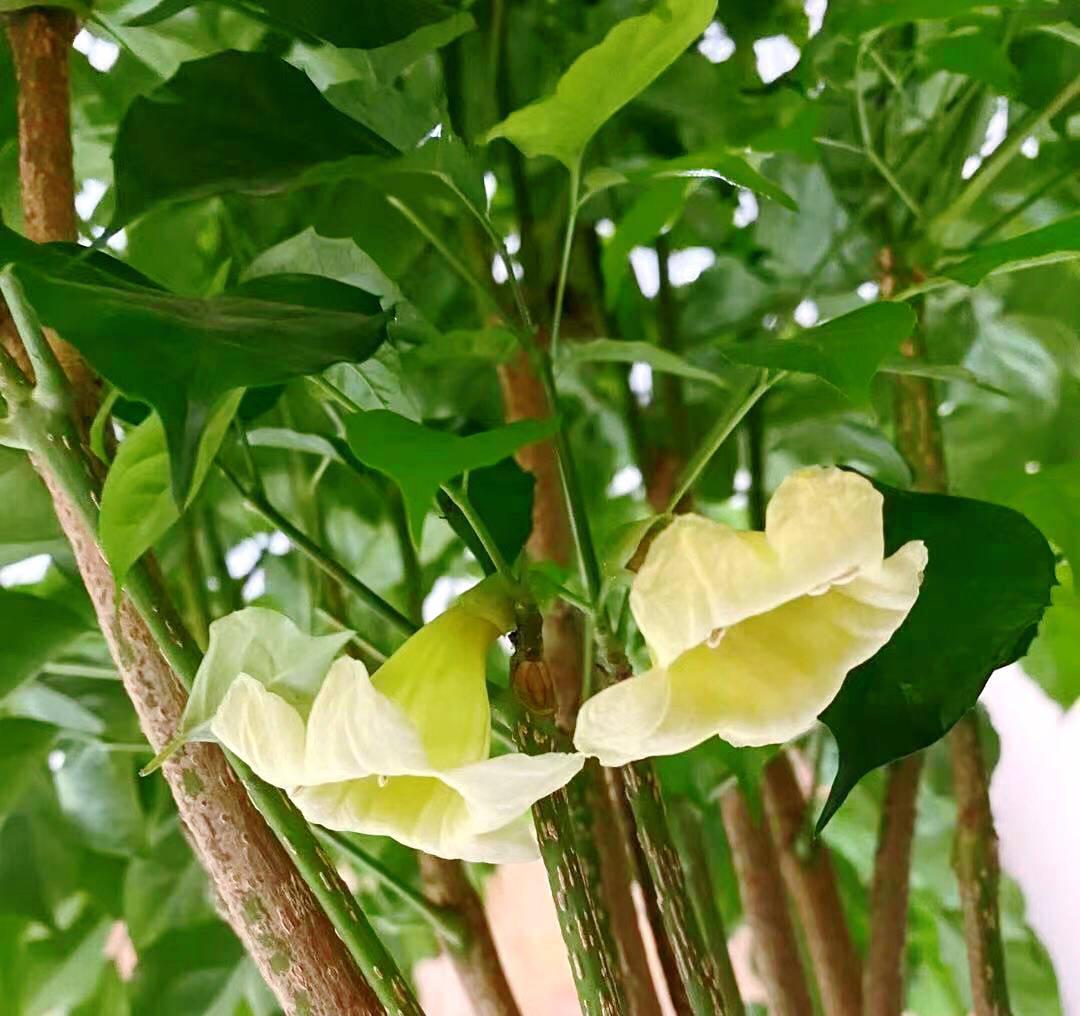 养好幸福树，关键有2点，叶子绿油油枝干壮实开花满枝