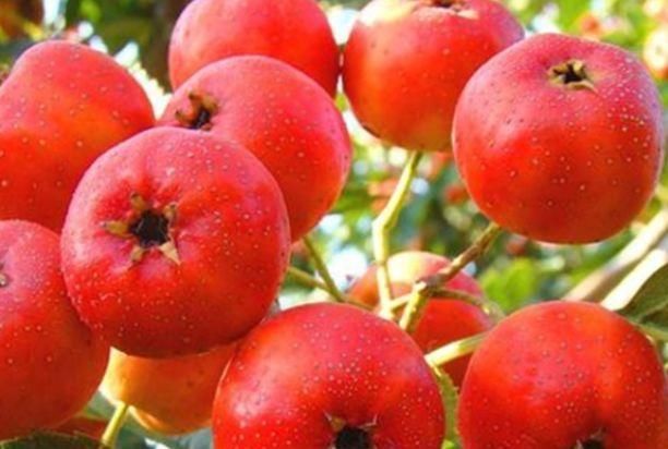 葡萄干|葡萄干搭配此物真是绝了，坚持吃一点，体内毒素没了，大肚腩不见