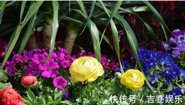 奇花!芹菜叶开出牡丹花,花色丰富,物美价廉,简直美爆了