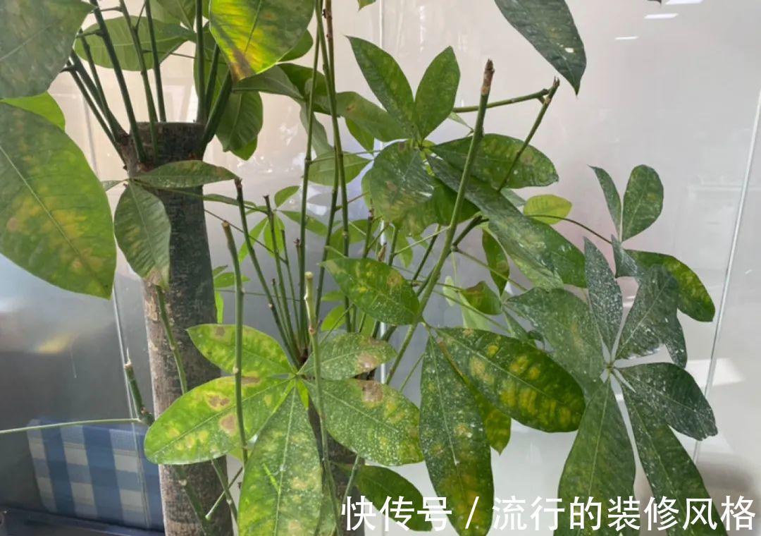 黄叶|养花“黑名单”实在太难养,心累