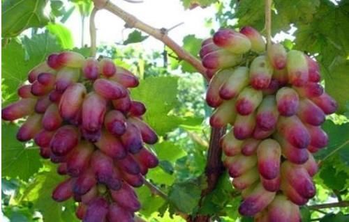 女性|女性到了中年常吃3种食物,排毒养颜,延缓衰老,早吃早受益