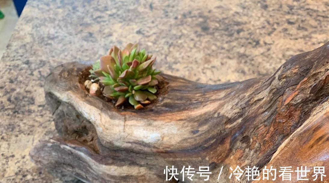 多肉|树桩与多肉植物是最配的,用来给花园造景,很有田园气息