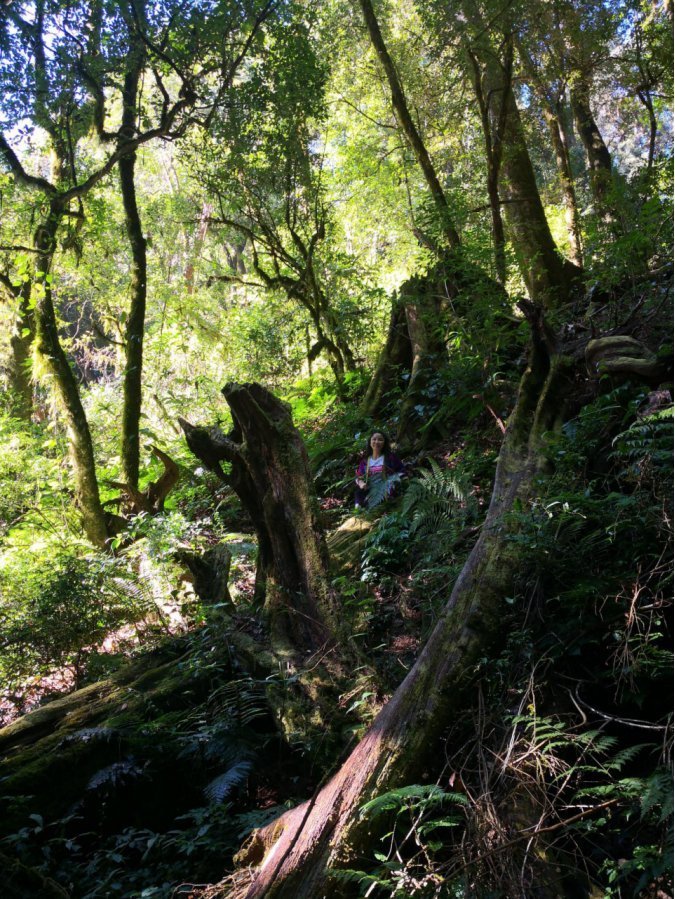 倘佯大山，向茶界高峰不断攀登的古树芳踪