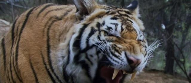 张顺|俗语“马上林冲,马下武松”,其实下半句也很霸气,却少有人知