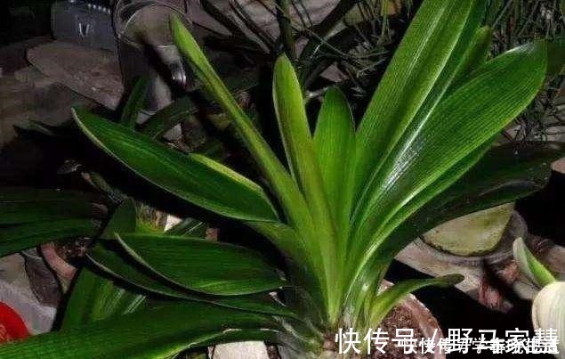 花友们|君子兰不见长,是僵苗还是养护不当教你“4招”,快速恢复活力!