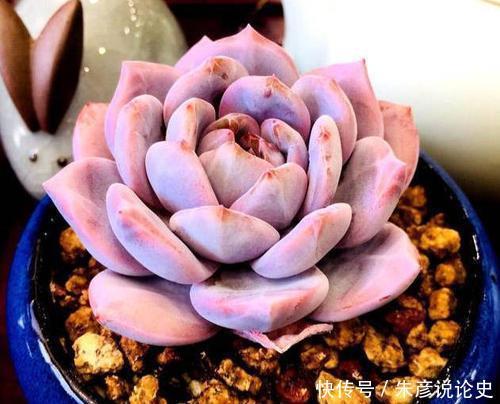 刚买回家的多肉,叶片发软像是快死了,掌握上盆技巧轻松长满盆!