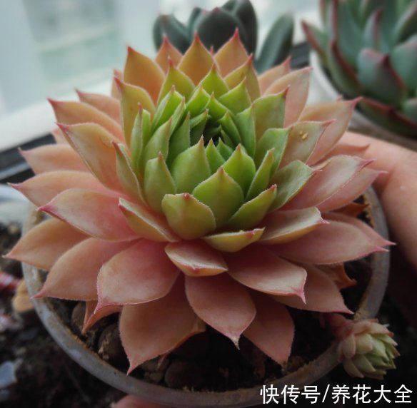 观音莲|多肉“摊大饼”，解决这3点，叶片挺拔还肥大