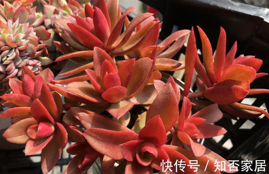 推荐款容易爆头的多肉，皮实好养长得快，一次养10盆不嫌多