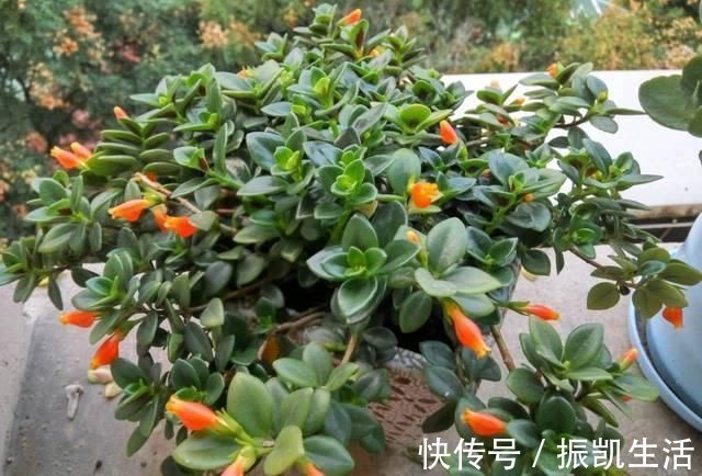 塑料瓶|将吃剩下的果皮,简单一处理养花,让植物越长越旺