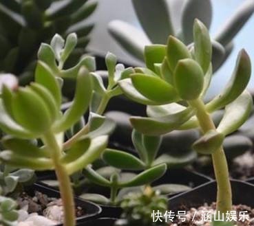 多肉植物|多肉“上天”啦,太能搞笑啦,咔嚓砍了头,变成“伪老桩”