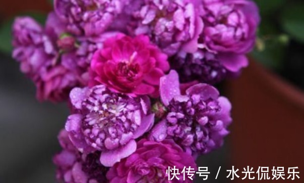 养花|新手养花,不如养盆花中精品“ 甜蜜马车”,似恋人,如胶似漆