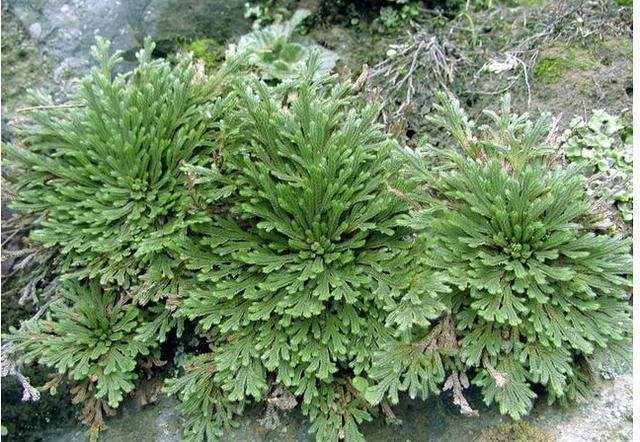 悬崖上一种“还魂草”,挖回家养盆里,2年长成盆景,很值钱