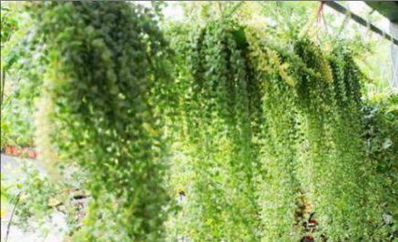 五种多肉,倒吊着,枝条流出花盆,一道“肉窗帘”