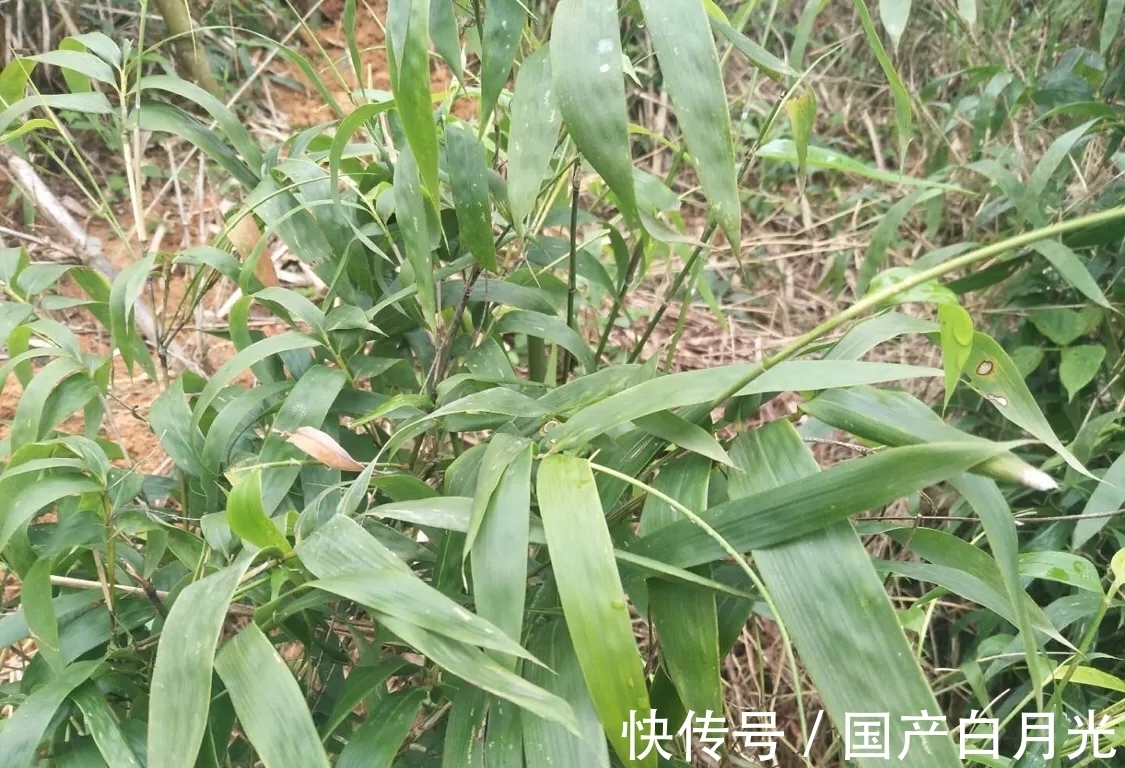 竹叶|没有不可能,只有你想不到,夏天也可以拿来煮水当茶喝,利尿去火