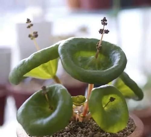 布纹|10种长相很怪异的盆栽植物,都很适合养在花盆里