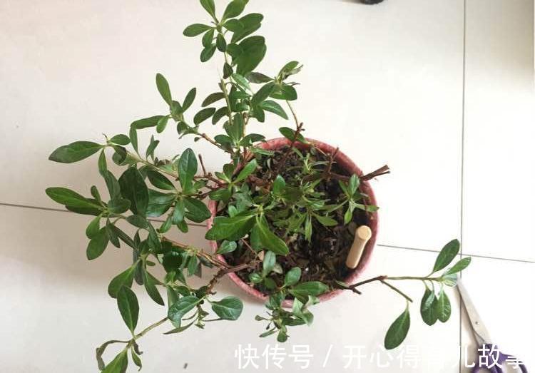 10种花,一降温就黄叶,赶紧换个地方养