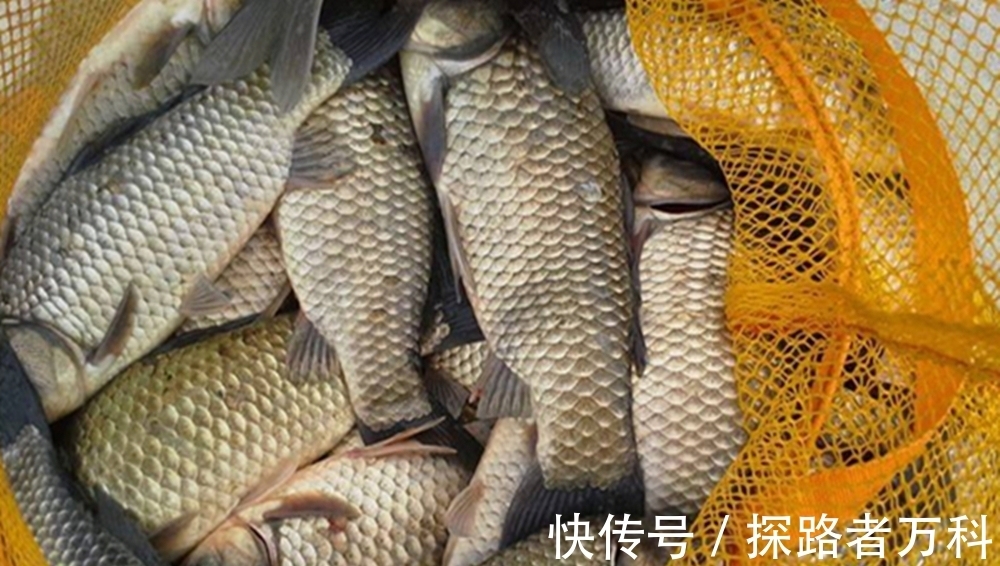 四季钓鲫鱼,有人说春秋两季最好,我却认为是冬季,原因有4点