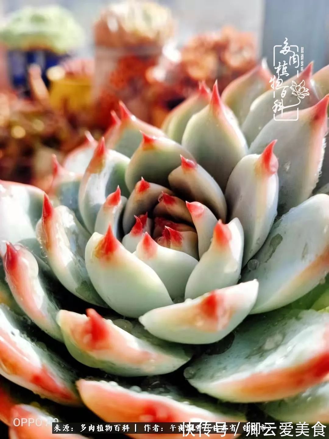 久在晴冬等雪来——北方阳台党的多肉成长历程！