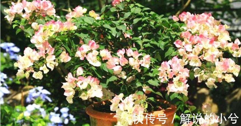 经验分享:用磷酸二氢钾养花的注意事项