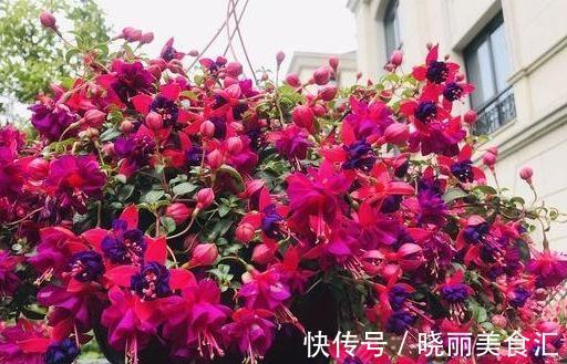 这些流行花卉,一个比一个难养,大多活不过一年,浪费钱