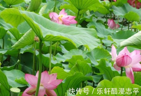 喜事|9月上旬，霉运散好运来，4属相吉星当头，桃花朵朵，喜事来临