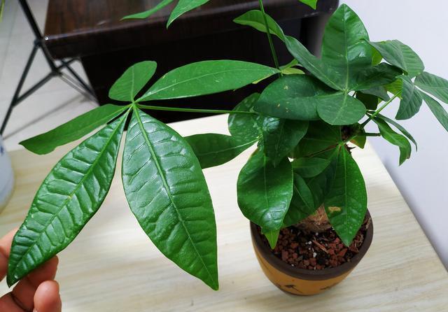 7种漂亮花,都是“醋罐子”,每月喝一碗,黄叶消失,花满枝头