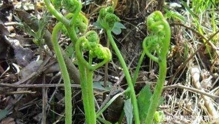 中薪|三月吃野菜正当时,错过了要等一年,8种野菜,你们吃过几种?