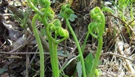 三月吃野菜正当时，错过了要等一年，8种野菜，你们吃过几种？