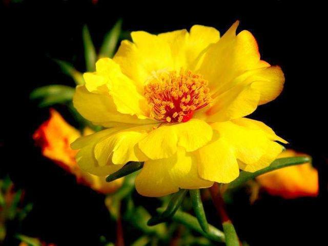 开花|太阳花根茎软倒伏不开花,抓紧时间“剃光头”,夏末还能开一茬