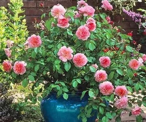 3种木质花卉，开花漂亮花期超长，越养越漂亮，是盆栽佳品！