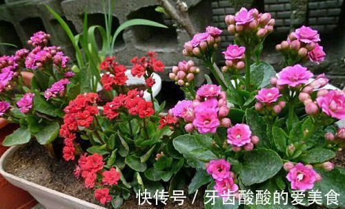 讨人喜欢的长寿花这样养，叶片肥大有光泽，株型丰满开花多