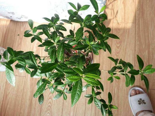 花朵|栀子花修剪，看准”角度“，准确下手，戳中花穴，花朵开不停