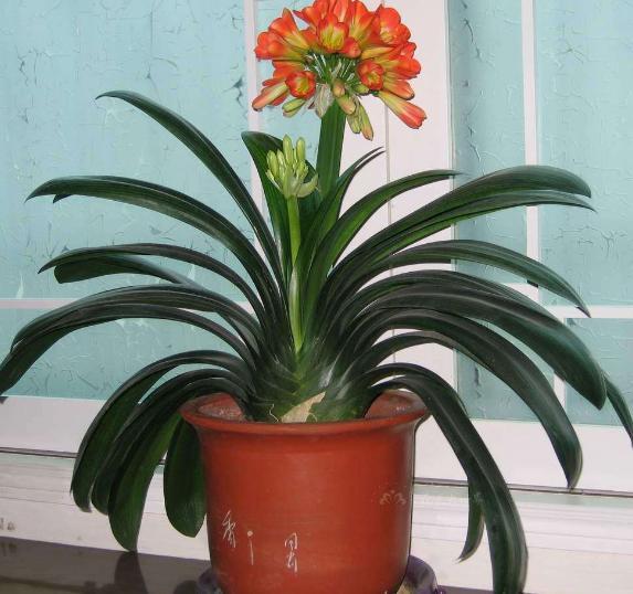 养殖君子兰盆栽,想要叶绿根茎粗得''喂点它'',在家就能自制