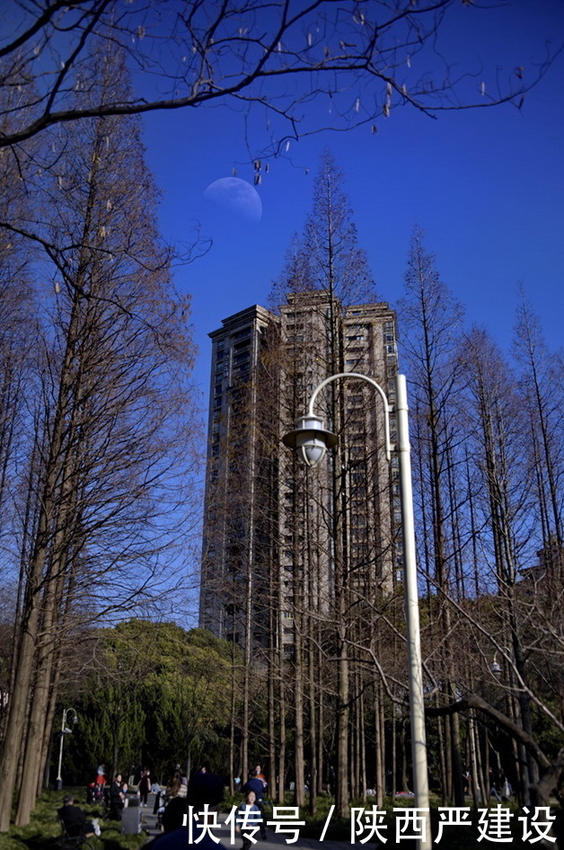 老年|新虹口花园的玉兰花开了【严建设】