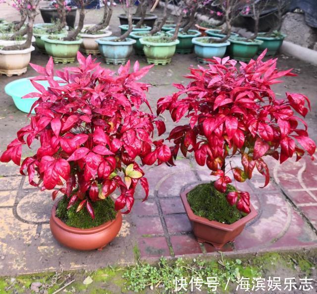 盆景|南天竹养护简单还能做成盆景,既能赏花还能结果,注意这几点就行