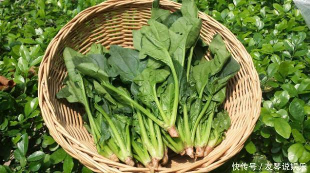 农村这野菜被称为“营养模范生”,养血止血,纯野生有钱买不到!