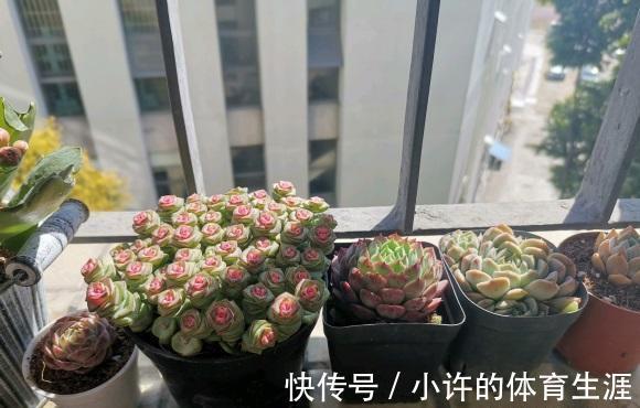 陶瓷盆不能养多肉?透气性差?都是谬论,养多肉跟花盆没关系