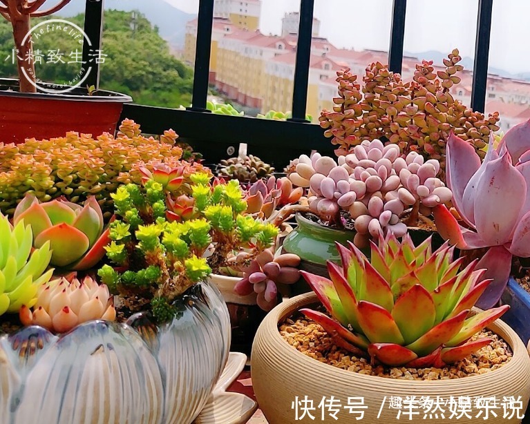 园土|养多肉,新手觉得难,原来是好心办坏事,犯了5个误区