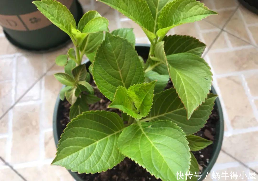 牡丹|这现在不能换盆的花,土一松就没命,白养大半年