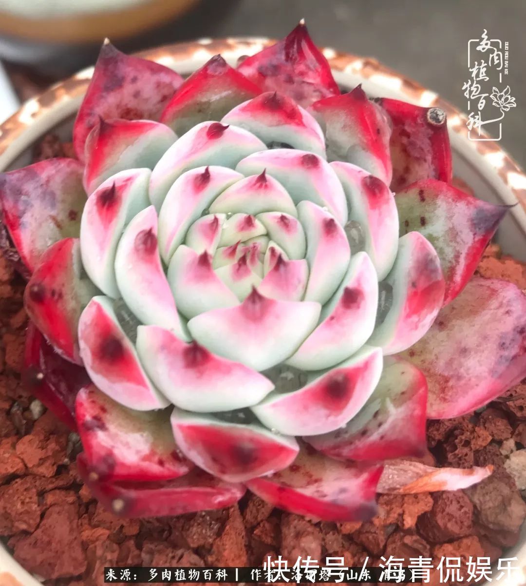 白月影|我和我的“多肉恋人”,怎么样有没有惊艳到你!