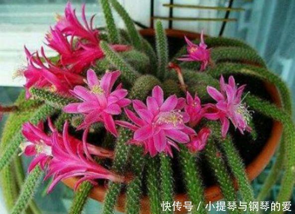 4种花,堪称“开花机器”,花期长开花勤,养家里四季有花赏