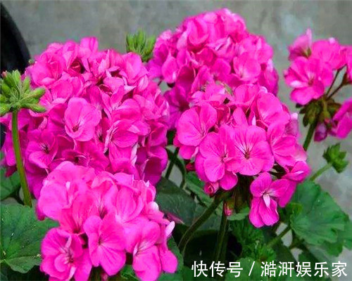 四季海棠不好养教你3个养护小妙招,花开爆盆满屋香